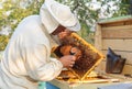 Beekeeper consider bees in honeycombs with a magnifying glass Royalty Free Stock Photo