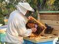 Beekeeper consider bees in honeycombs with a magnifying glass Royalty Free Stock Photo