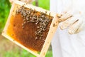 Beekeeper controlling beeyard Royalty Free Stock Photo