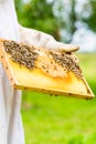 Beekeeper controlling beeyard and bees Royalty Free Stock Photo