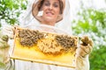 Beekeeper controlling beeyard and bees Royalty Free Stock Photo
