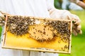Beekeeper controlling beeyard and bees Royalty Free Stock Photo