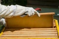 Beekeeper controlling beeyard and bees Royalty Free Stock Photo