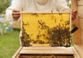 Beekeeper controlling beeyard and bees Royalty Free Stock Photo