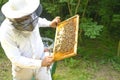 Beekeeper controlling beeyard and bees outdoor Royalty Free Stock Photo