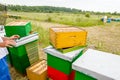 Apiarist, beekeeper barehanded working with bees