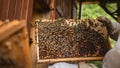 Beekeeper doing a hive inspection, checking bees and comb Royalty Free Stock Photo