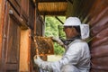 Beekeeper doing a hive inspection, checking bees and comb Royalty Free Stock Photo