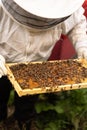 A beekeeper works with a hive of honey bees Royalty Free Stock Photo