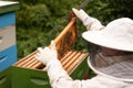 A beekeeper works with a hive of honey bees Royalty Free Stock Photo