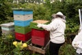 A beekeeper works with a hive of honey bees Royalty Free Stock Photo