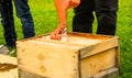 A beekeeper drops a Queenbee into a new hive Royalty Free Stock Photo