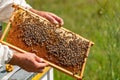 The beekeeper examines the frames with honey. Beekeeper holding frame of honeycomb with working bees outdoor. Royalty Free Stock Photo