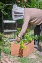 Beekeeper extracting transferring wild honey bees from a tree branch