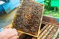 Beekeeper and frame with honeycombs from the hive
