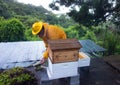 A beekeeper getting ready to perform a split at an apiary in the Caribbean Royalty Free Stock Photo
