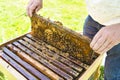Beekeeper hands holding a honeycomb full of bees in protective workwear inspecting honeycomb frame at apiary Royalty Free Stock Photo