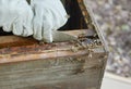 Beekeeper hands, honey production and bees business on agriculture bee farm for honeycomb. Working, farmer and eco