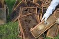 Beekeeper hands sorting honey frames