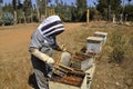 Beekeeper harvesting delicious honey from a honeycomb created with love