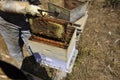 Beekeeper harvesting delicious honey from a honeycomb created with love