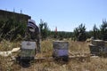 Beekeeper harvesting delicious honey from a honeycomb created with love