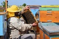 Beekeeper and his mobile beehives