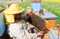 Beekeeper and his mobile beehives