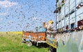 Beekeeper and his mobile beehives