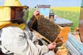 Beekeeper and his mobile beehives