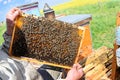 Beekeeper and his mobile beehives