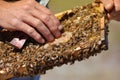 Beekeeper is holding bees` honeycomb with bees in his hand.