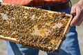 Beekeeper is holding bees` honeycomb with bees in his hand.