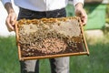 Beekeeper holding frame Background texture pattern section wax Bees work honeycomb from bee hive filled golden honey Concept