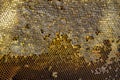 Beekeeper holding frame Background texture pattern section wax Bees work honeycomb from bee hive filled golden honey Concept