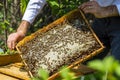 Beekeeper holding frame Background texture pattern section wax Bees work honeycomb from bee hive filled golden honey Concept Royalty Free Stock Photo