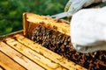 Beekeeper holding frame of honeycomb with bees. Royalty Free Stock Photo