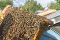 Life of bees. Worker bees. The bees bring honey. Beeswax, apiary. Beekeeper holding frame of honeycomb