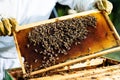 Beekeeper holding frame of honeycomb with bees. Royalty Free Stock Photo