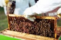 Beekeeper holding frame of honeycomb with bees. Royalty Free Stock Photo