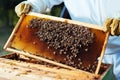 Beekeeper holding frame of honeycomb with bees. Royalty Free Stock Photo