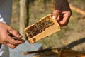 Beekeeper holding frame of honeycomb with working bees Royalty Free Stock Photo