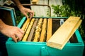 Beekeeper holding frame of honeycomb with working bees Royalty Free Stock Photo