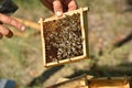 Beekeeper holding frame of honeycomb with working bees