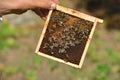 Beekeeper holding frame of honeycomb with working bees Royalty Free Stock Photo