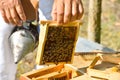 Beekeeper holding frame of honeycomb with working bees Royalty Free Stock Photo