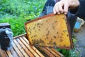 Beekeeper holding with his hands frame of honeycomb from beehive with working honey bees. Close up on Beekeeping. Royalty Free Stock Photo