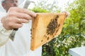 Beekeeper holding honeycomb with bees in his hands Royalty Free Stock Photo