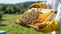 Beekeeper holding a honeycomb frame covered with bees in a rural setting Royalty Free Stock Photo
