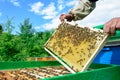 Beekeeper holding a honeycomb full of bees. Beekeeper inspecting honeycomb frame at apiary. Beekeeping concept.